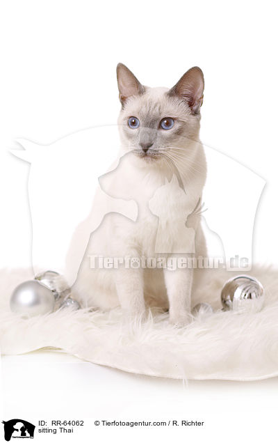 sitzende Thai / sitting Thai / RR-64062