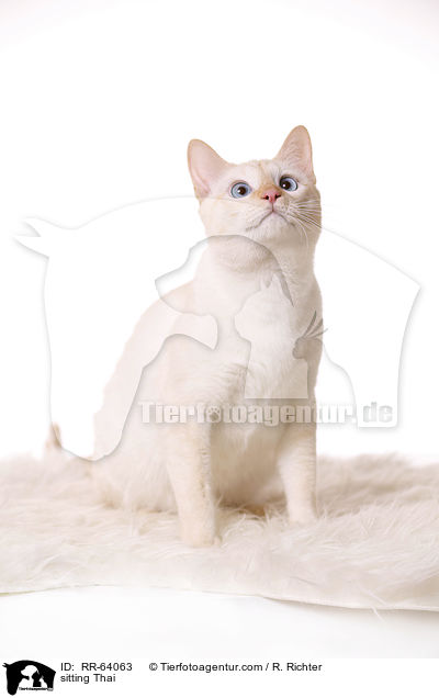 sitzende Thai / sitting Thai / RR-64063