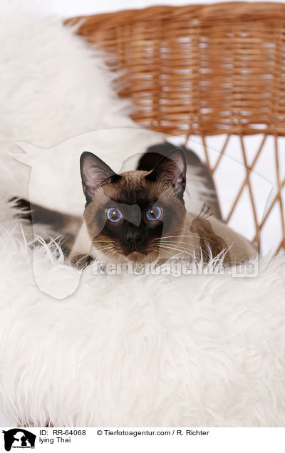 liegende Thai / lying Thai / RR-64068