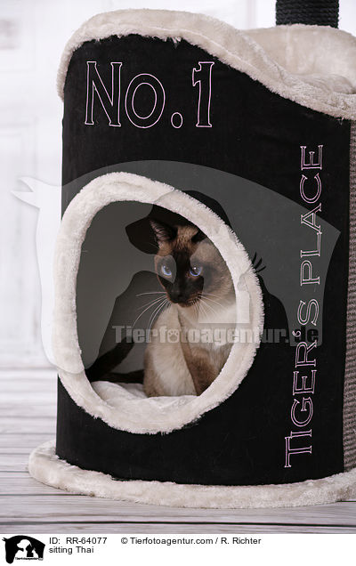 sitzende Thai / sitting Thai / RR-64077