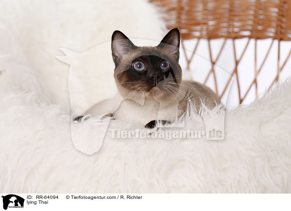 liegende Thai / lying Thai / RR-64094