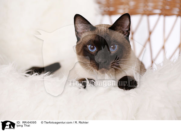 liegende Thai / lying Thai / RR-64095