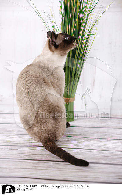 sitzende Thai / sitting Thai / RR-64102