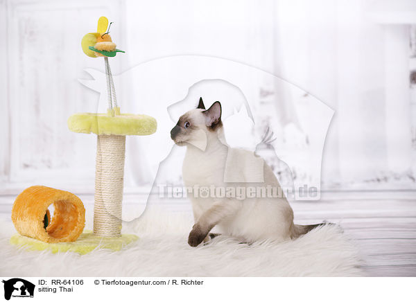 sitzende Thai / sitting Thai / RR-64106