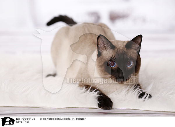 liegende Thai / lying Thai / RR-64108