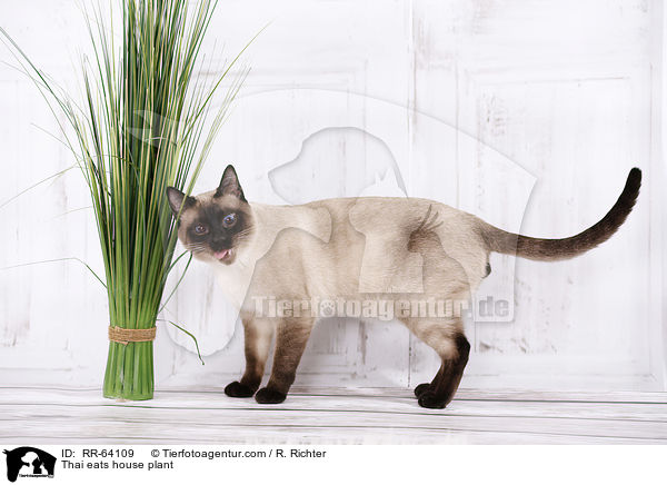 Thai frisst Zimmerpflanze / Thai eats house plant / RR-64109