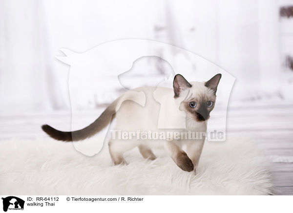 laufende Thai / walking Thai / RR-64112