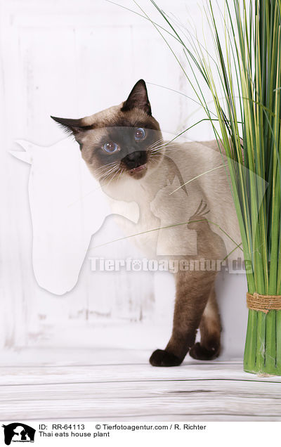 Thai frisst Zimmerpflanze / Thai eats house plant / RR-64113