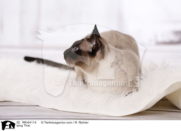 liegende Thai / lying Thai / RR-64114