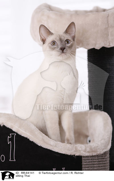 sitzende Thai / sitting Thai / RR-64141
