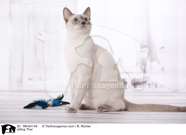 sitzende Thai / sitting Thai / RR-64148