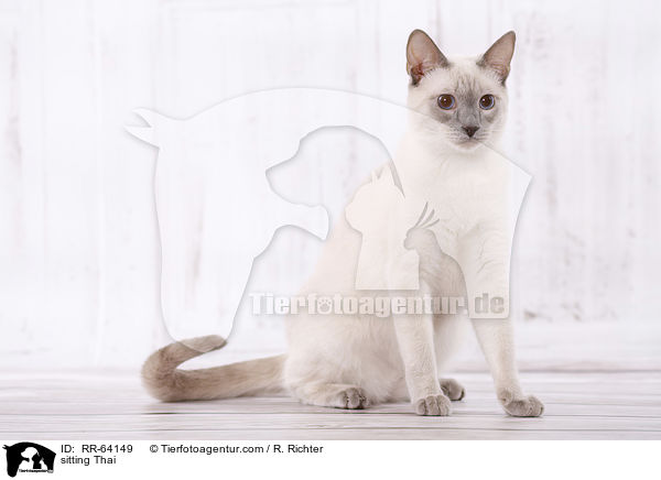 sitzende Thai / sitting Thai / RR-64149