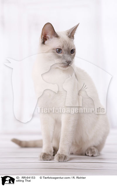 sitzende Thai / sitting Thai / RR-64153