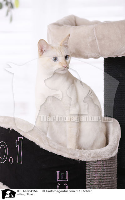 sitzende Thai / sitting Thai / RR-64154