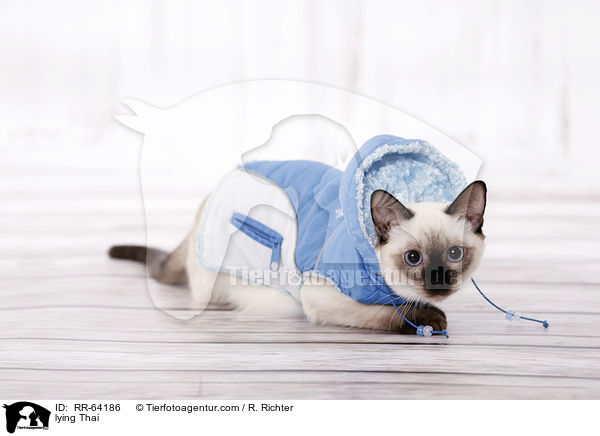 liegende Thai / lying Thai / RR-64186