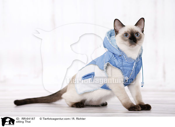 sitzende Thai / sitting Thai / RR-64187