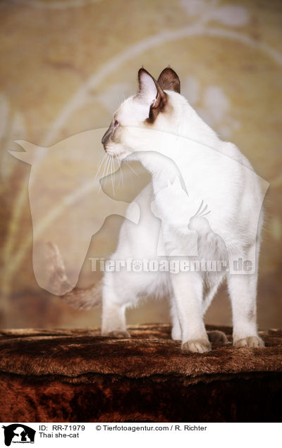 Thai Katze / Thai she-cat / RR-71979