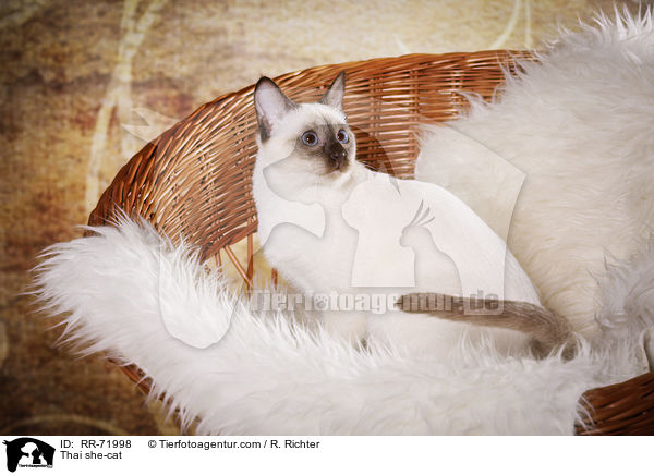 Thai Katze / Thai she-cat / RR-71998