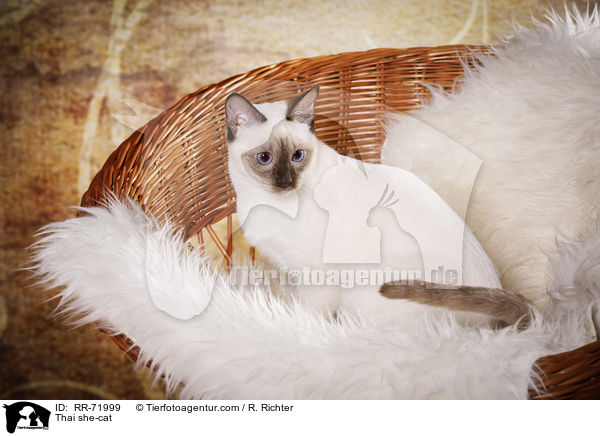 Thai Katze / Thai she-cat / RR-71999