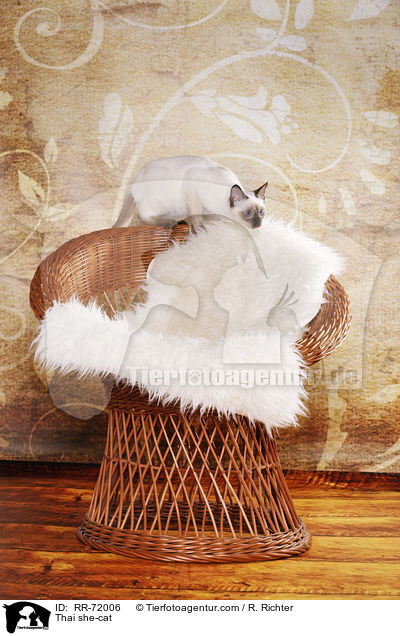 Thai Katze / Thai she-cat / RR-72006