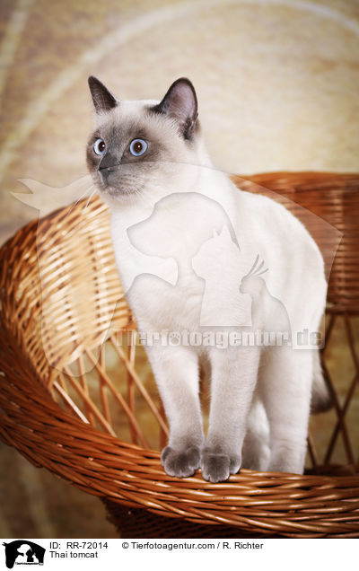 Thai Kater / Thai tomcat / RR-72014