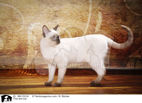 Thai Katze / Thai she-cat / RR-72018