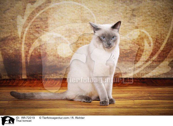Thai Kater / Thai tomcat / RR-72019