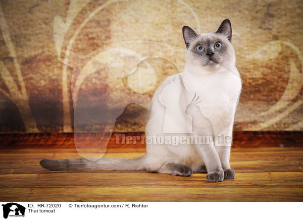 Thai Kater / Thai tomcat / RR-72020