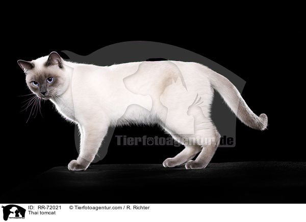 Thai Kater / Thai tomcat / RR-72021