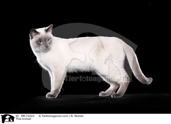 Thai Kater / Thai tomcat / RR-72022