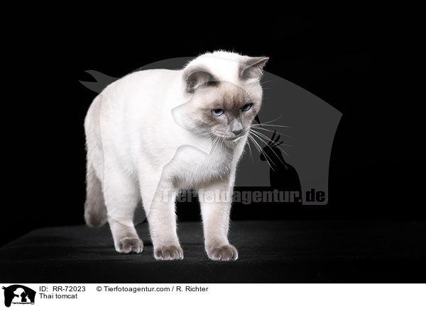 Thai Kater / Thai tomcat / RR-72023