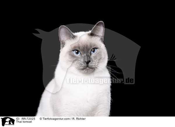 Thai Kater / Thai tomcat / RR-72025