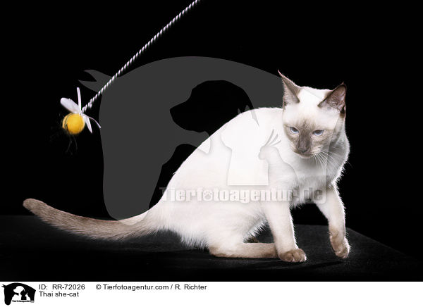 Thai Katze / Thai she-cat / RR-72026