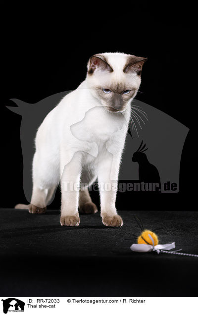 Thai Katze / Thai she-cat / RR-72033