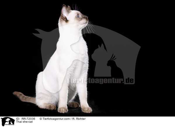 Thai Katze / Thai she-cat / RR-72036