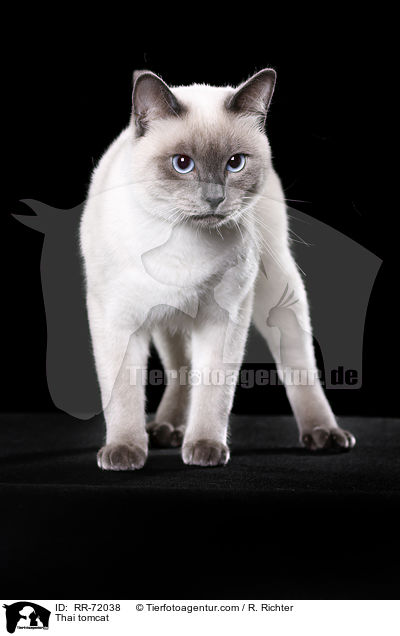 Thai Kater / Thai tomcat / RR-72038