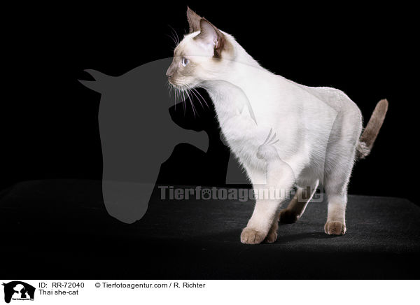 Thai Katze / Thai she-cat / RR-72040