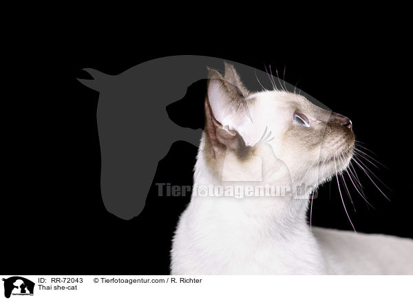 Thai Katze / Thai she-cat / RR-72043