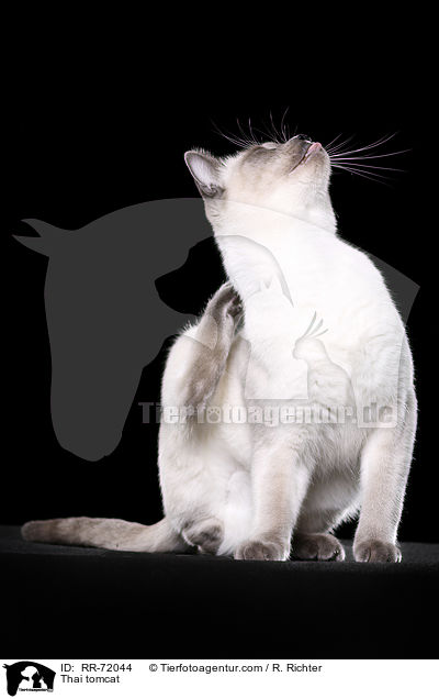 Thai Kater / Thai tomcat / RR-72044