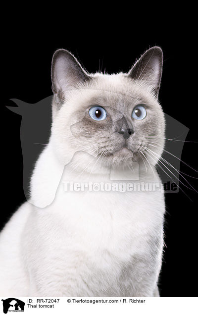 Thai Kater / Thai tomcat / RR-72047