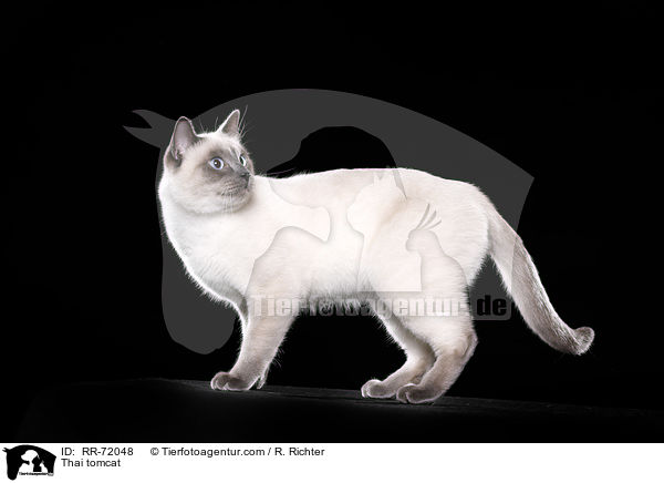 Thai Kater / Thai tomcat / RR-72048