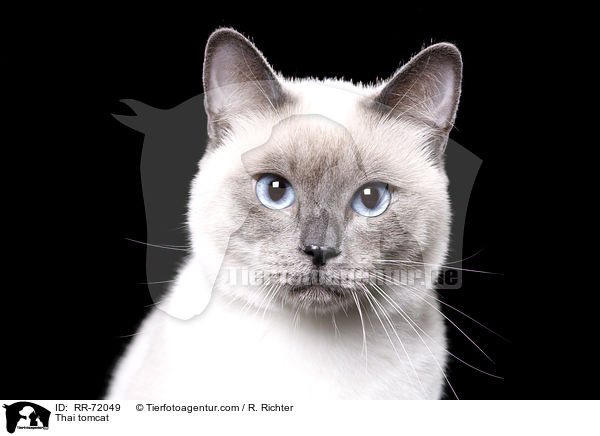Thai Kater / Thai tomcat / RR-72049