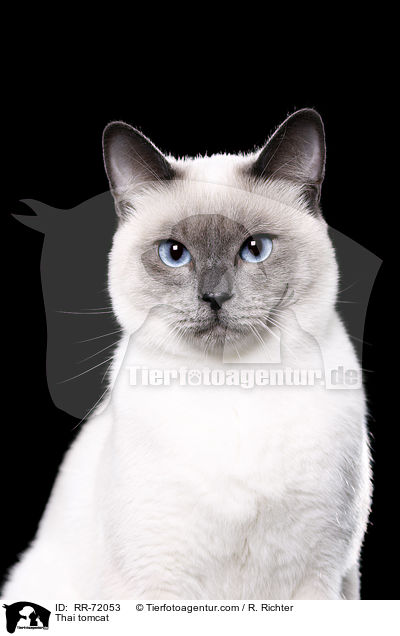 Thai Kater / Thai tomcat / RR-72053