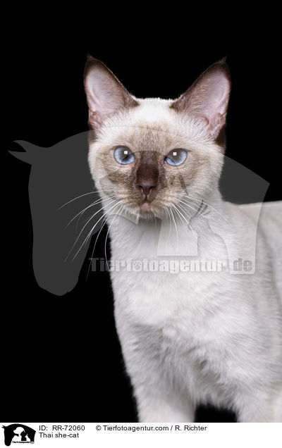 Thai Katze / Thai she-cat / RR-72060