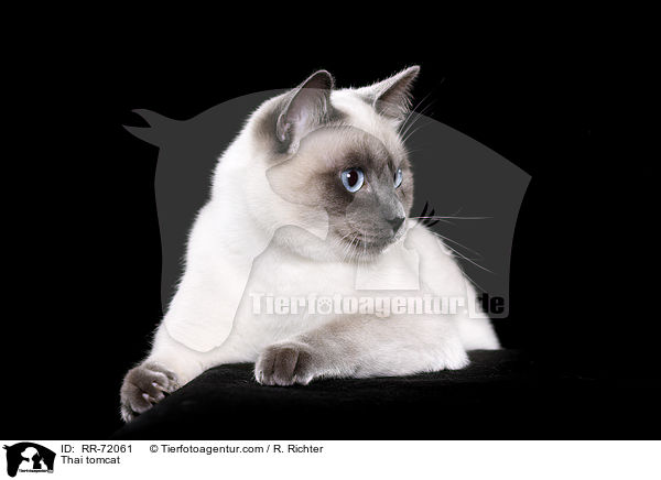 Thai Kater / Thai tomcat / RR-72061
