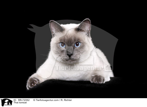 Thai Kater / Thai tomcat / RR-72062