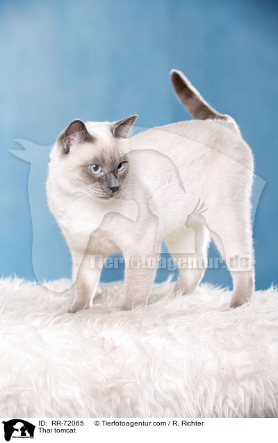 Thai Kater / Thai tomcat / RR-72065