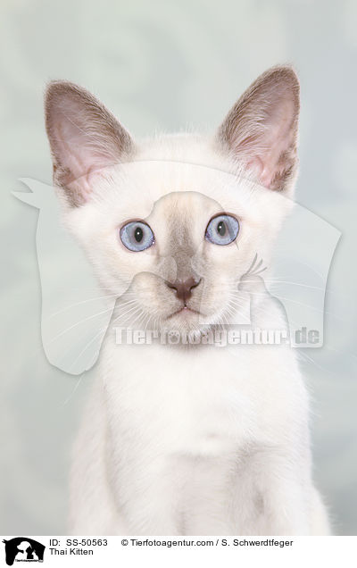 Thai Ktzchen / Thai Kitten / SS-50563