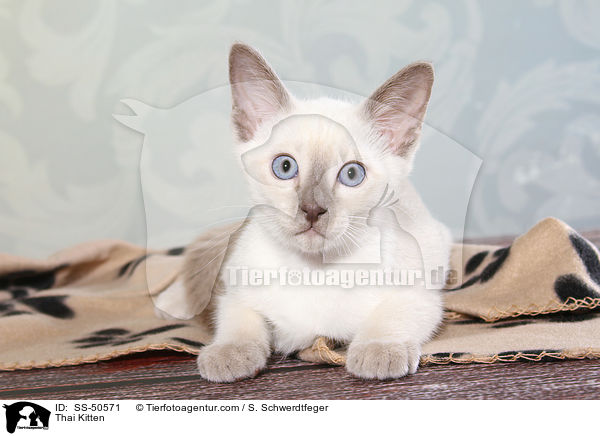 Thai Ktzchen / Thai Kitten / SS-50571