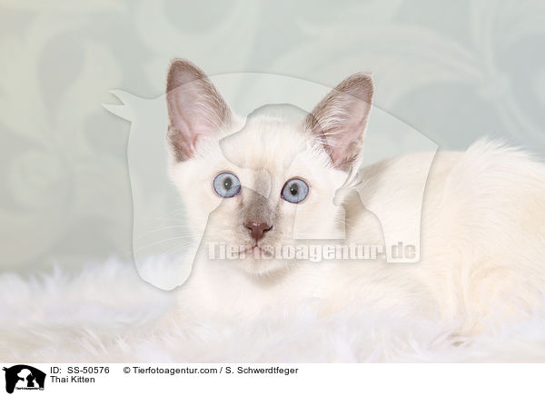 Thai Ktzchen / Thai Kitten / SS-50576